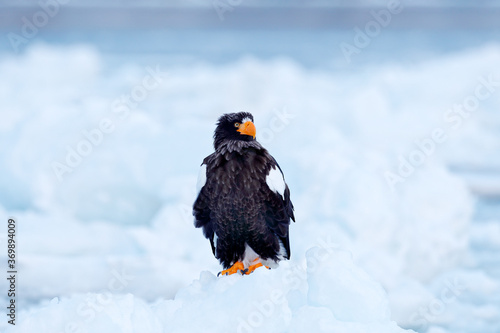 Steller s sea eagle  Haliaeetus pelagicus  bird with white snow  Kamchatka  winter Russia.