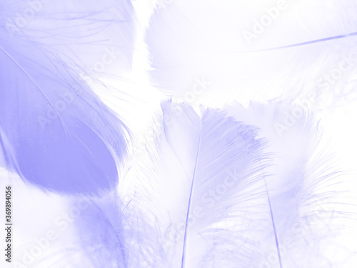 Beautiful abstract colorful black and purple feathers on white background and soft white pink feather texture on dark pattern and light blue background  colorful feather  purple banners