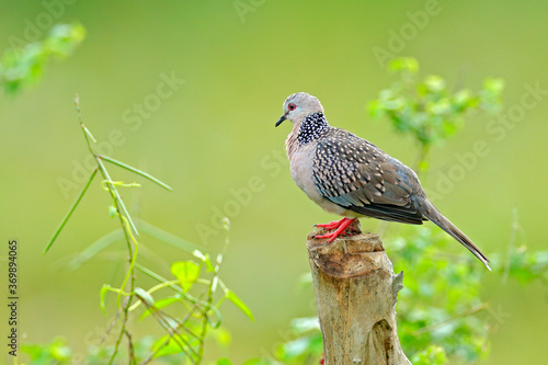 Spotted dove, Spilopelia chinensis, small and somewhat long-tailed pigeon from Sri Lanka, Asia. Bird sitting on the tree trunk in the nature habitat, Yala NP, Sri Lanka.