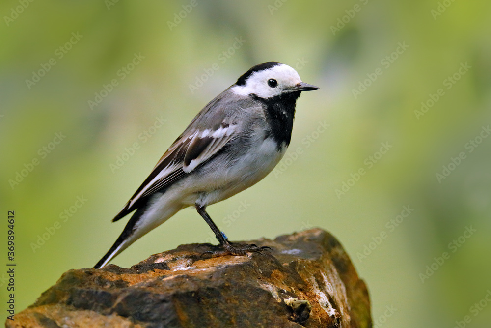 Obraz premium White Wagtail, Motacilla alba, on the tree branch. Bird with food for young birds. Spring, nesting time. Wildlife behavior scene in nature habitat, Czech Republic.