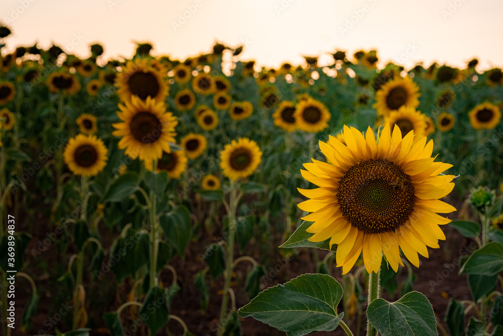 Sunflowers in the field, summertime agricultural background