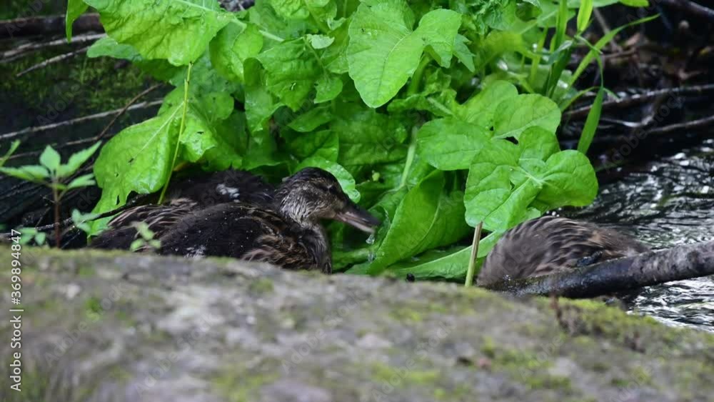 Mallard young ducks searches food on the wild river, summer, (anas platyrhynchos), germany
