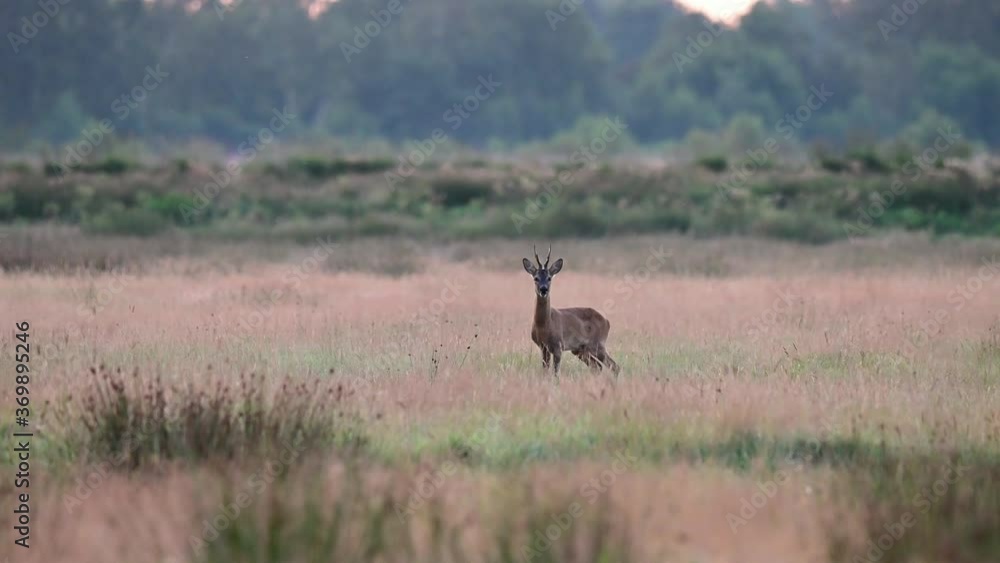 Roe buck standing on the meadow and watching for females, mating seasons, summer, (capreolus capreolus), germany Roe buck standing on the meadow and watching for females, mating seasons, summer, (capreolus capreolus), germany