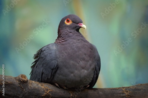 Beautiful detail close-up portrait of birds with yellow red eyes. Scaly-naped Pigeon, Patagioenas squamosa, wood pigeon, Sulawesi, Indonesia. Rare bird from Asia, green vegetation.