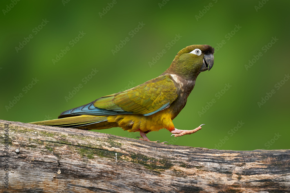 Parrot march tread walk on the free trunk. Burrowing Parakeet parrot,  Cyanoliseus patagonus, sitting on the tree in the habitat. Beautiful parrot  from Argentina, South America. Dark green bird. Stock Photo