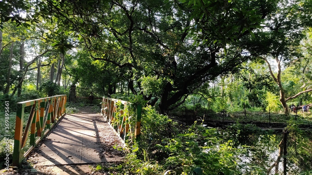 wooden bridge in the forest