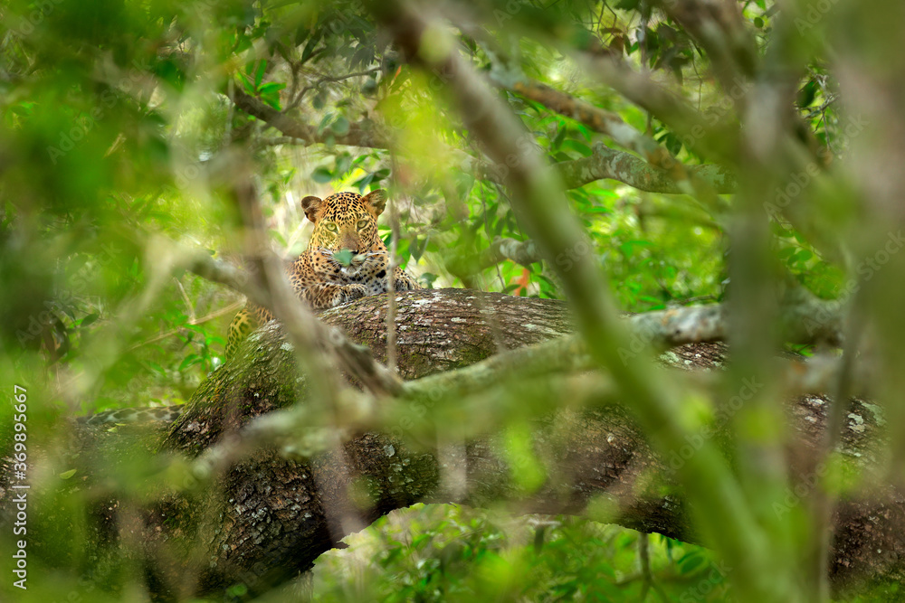 Leopard in green vegetation. Hidden Sri Lankan leopard, Panthera pardus kotiya, Big spotted wild cat lying on the tree in the nature habitat, Yala national park, Sri Lanka. Widlife scene from nature.