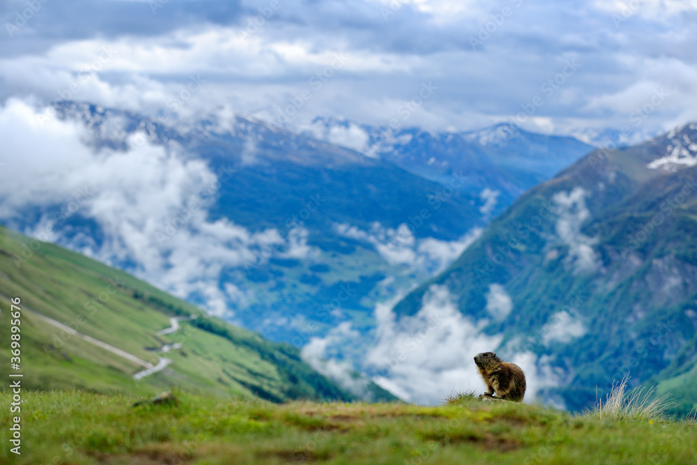 custom made wallpaper toronto digitalFrance wildlife, funny image, detail of Marmot. Cute fat animal Marmot, sitting in the grass with nature rock mountain habitat, Alp. Wildlife scene from wild nature. Animal habitat in snowy nature.