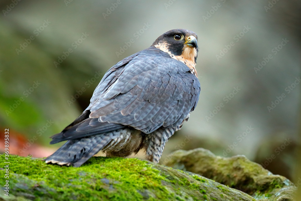 Peregrine Falcon sitting on the rock. Rare bird in nature habitat. Falcon in the Czech mountain Ceske Svycarsko National Park. Bird of prey sitting on rocky ledge. Peregrine Falcon sitting on the rock. Rare bird in nature habitat. Falcon in the Czech mountain Ceske Svycarsko National Park. Bird of prey sitting on rocky ledge.