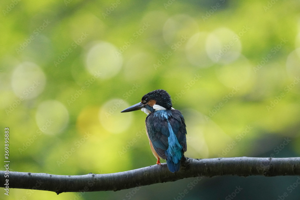 kingfisher on branch kingfisher on branch