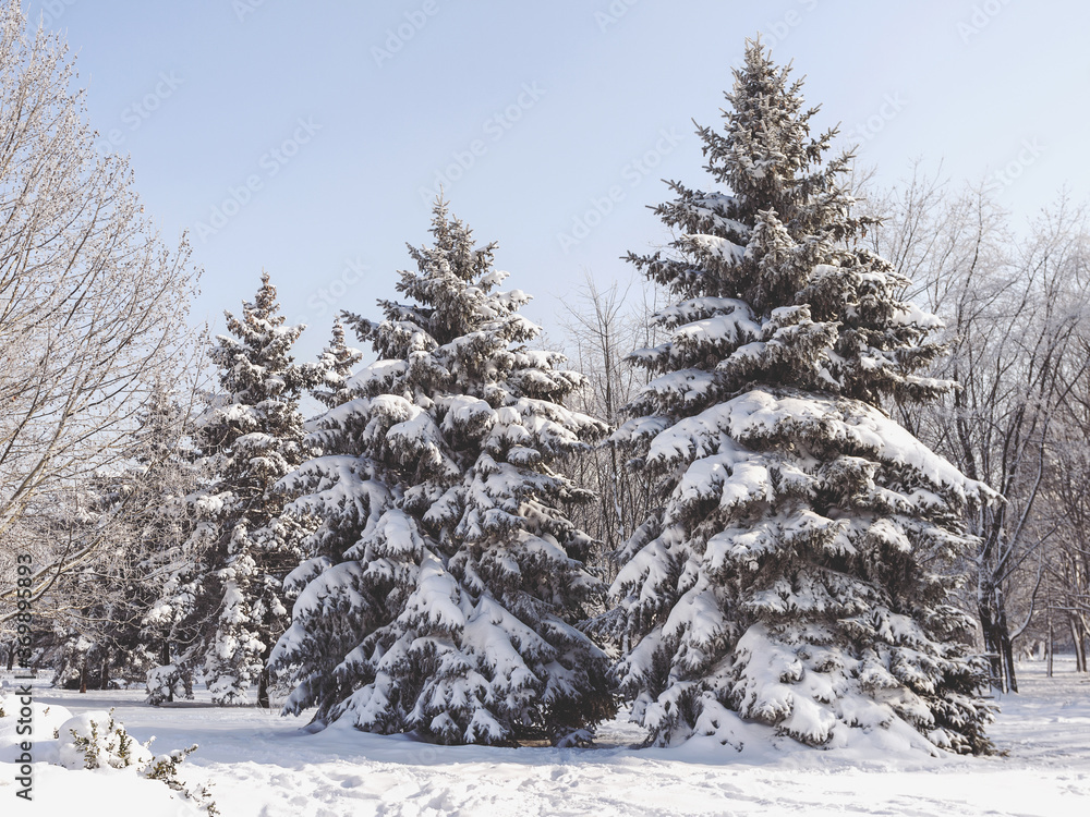 Fototapeta premium Pine tree covered with snow. Toning Winter landscape