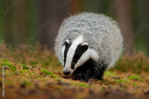 Cute black and white animal in the forest. Badger in the forest. Hidden in bushes of cranberries. Nice wood in the background.