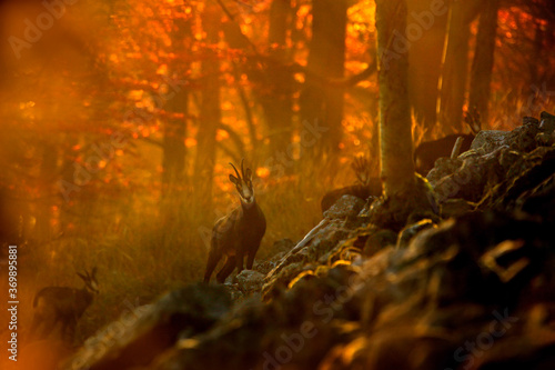 Fototapeta Naklejka Na Ścianę i Meble -  Autumn forest with Chamois on the hill, orange trees in background, Studenec hill, Czech Republic. Wildlife scene with animal.