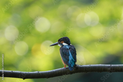 kingfisher on branch © Matthewadobe