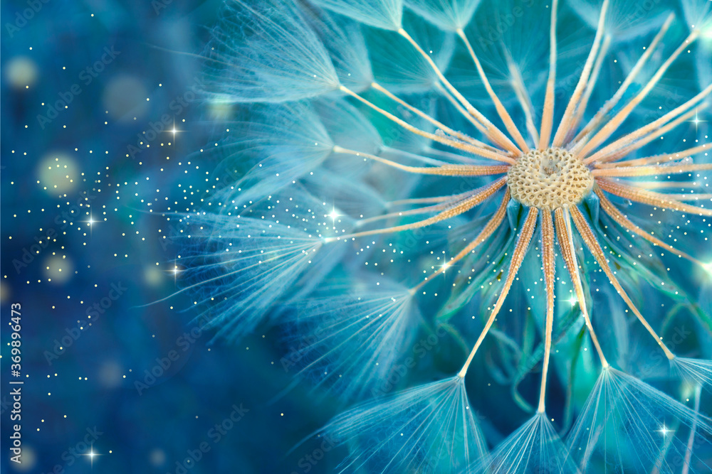 Dandelion close-up in blue tones Dandelion close-up in blue tones