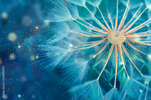 Dandelion close-up in blue tones