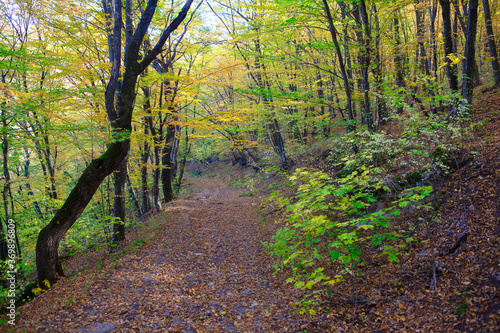 Wallpaper Mural forest path covered by dry leaves in the autumn  Torontodigital.ca