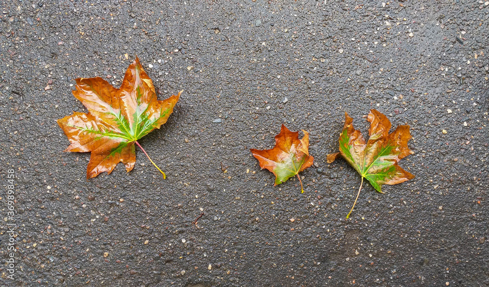 Beautiful yellowed maple leaves on the wet asphalt. Fallen leaves lie on the asphalt after the rain. Autumn. Autumn background for postcards, picture for puzzles. Place for text. Beautiful yellowed maple leaves on the wet asphalt. Fallen leaves lie on the asphalt after the rain. Autumn. Autumn background for postcards, picture for puzzles. Place for text.