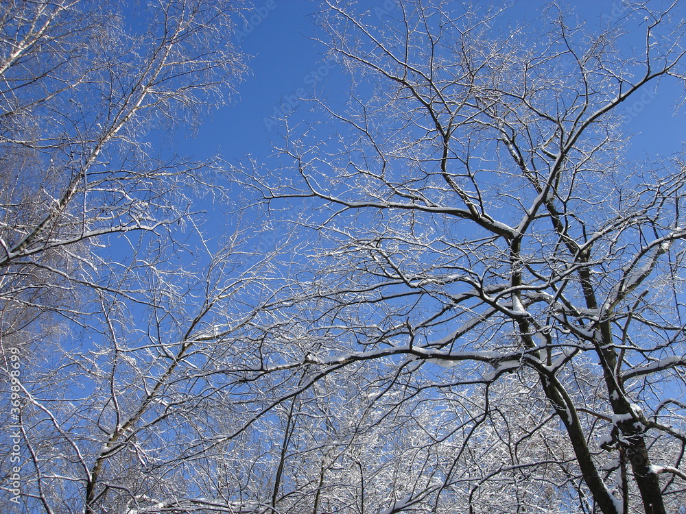 The branches of the trees are covered with ice and snow against a clear blue sky