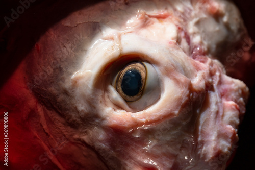 Photos Sheep meat in water