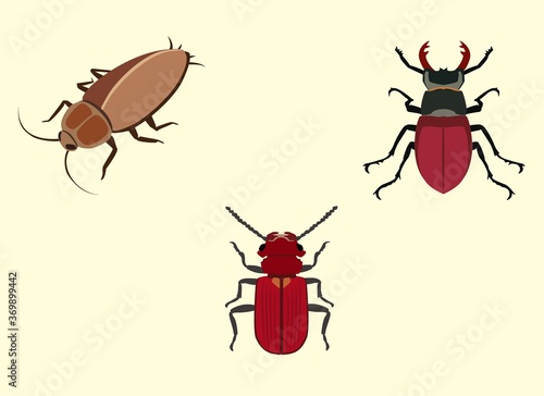 Murais de parede vector illustration of a set of beetle