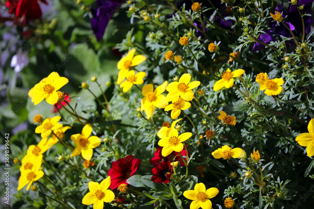 Colourful English garden Summer flowers