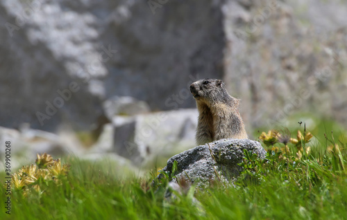 Marmot   marmota  marmota   observes the surroundings on the rocks