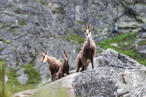 The family Tatra Chamois (Rupicapra rupicapra tatrica) in the mountains in the natural environment of the High Tatras, Slovakia, Eastern Europe.