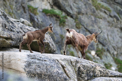 The family Tatra Chamois  Rupicapra rupicapra tatrica  in the mountains in the natural environment of the High Tatras  Slovakia  Eastern Europe.