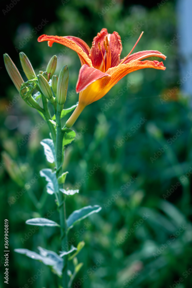 Fototapeta premium Closeup of an orange Hemerocallis blooming in the garden