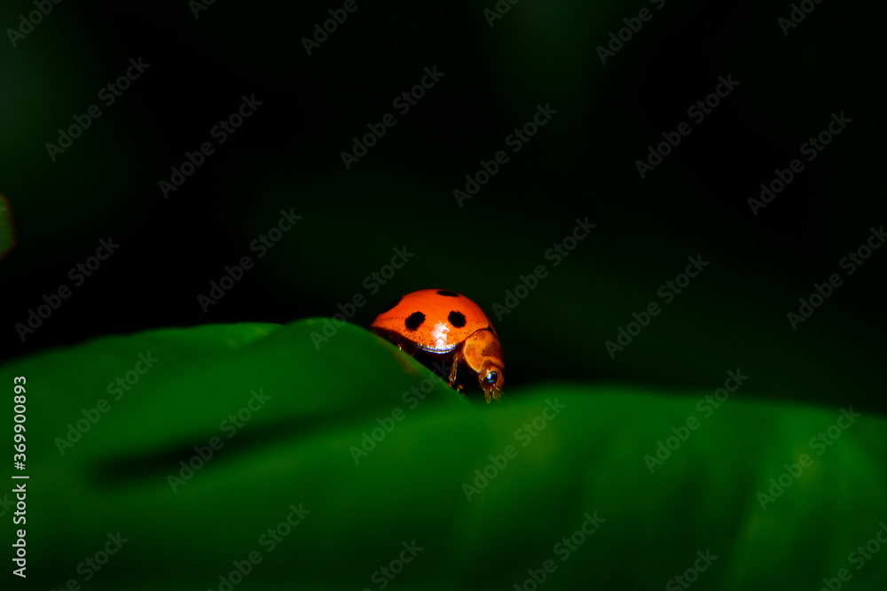 Fototapeta premium The Ladybug and a leaf 
