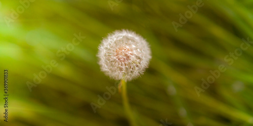 Round fluffy dandelion flower grow in green grass at summer.