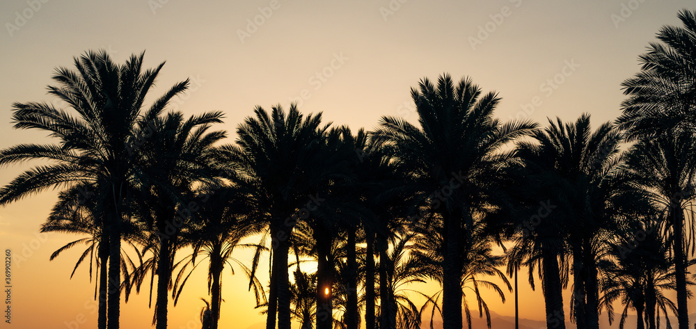 Panoramic photo of some palms on the tropical coast on an orange sunset sky. Concept of nature and holidays.