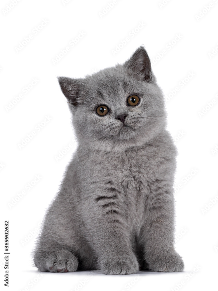 Cute blue British Shorthair kitten, siting up. Looking at camera with round  brown eyes and cute head tilt. Isolated on white background. Photos | Adobe  Stock