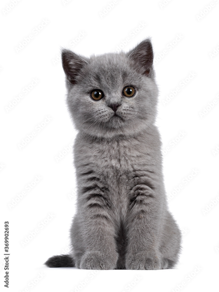 Cute blue British Shorthair kitten, sitting front view. Looking at camera with round brown eyes. Isolated on white background.