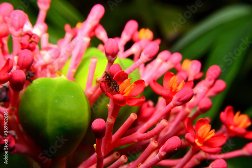 The beautiful red flower with black background