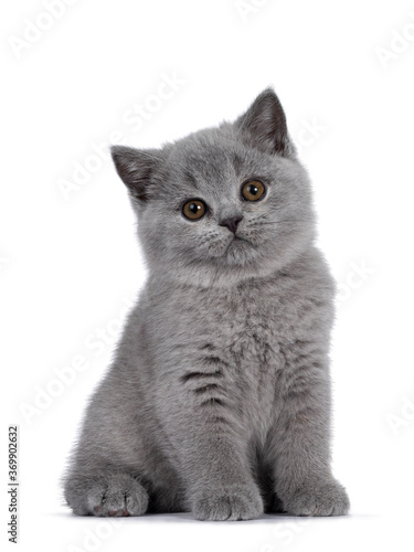 Cute blue British Shorthair kitten, siting up. Looking at camera with round brown eyes and cute head tilt. Isolated on white background.