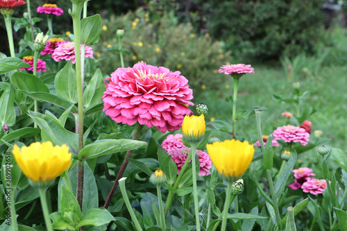 Pink zinnia flowers on the lawn in garden