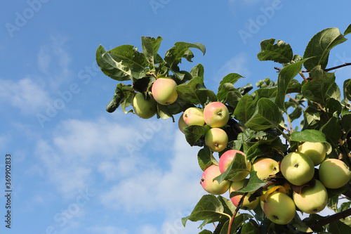 Ripe red apples Ranet on a branch in the garden photo