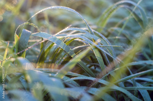 fresh green trauma in the morning dew and the rays of the dawn sun © la_toja