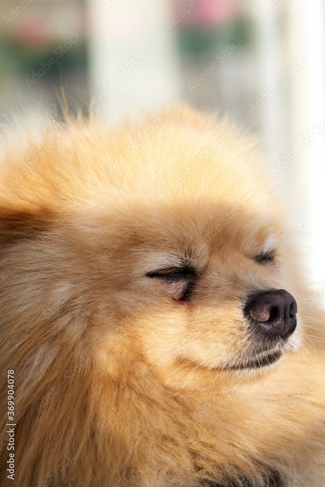 Pomeranian spitz with yellow fur Pomeranian spitz with yellow fur