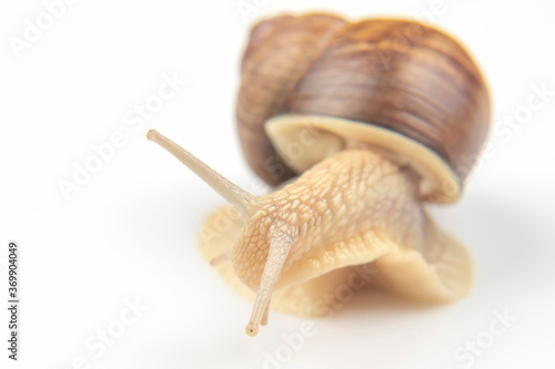 Helix pomatia. grape snail on a white background. mollusc and invertebrate. delicacy meat and gourmet food.