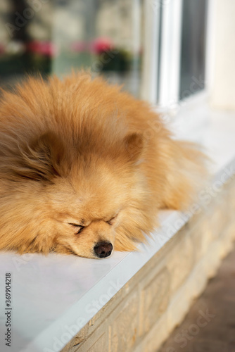 Pomeranian spitz with yellow fur