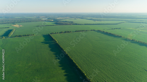 Beautiful aerial drone view agricultural green corn field, trees, forest at summer sunset