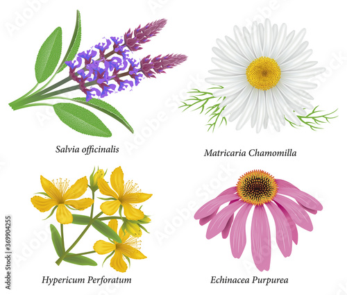 Echinacea, Sage (Salvia officinalis)  , Daisy-Chamomile, St. John's wort (Hypericum perforatum) flower head, herbal plants 