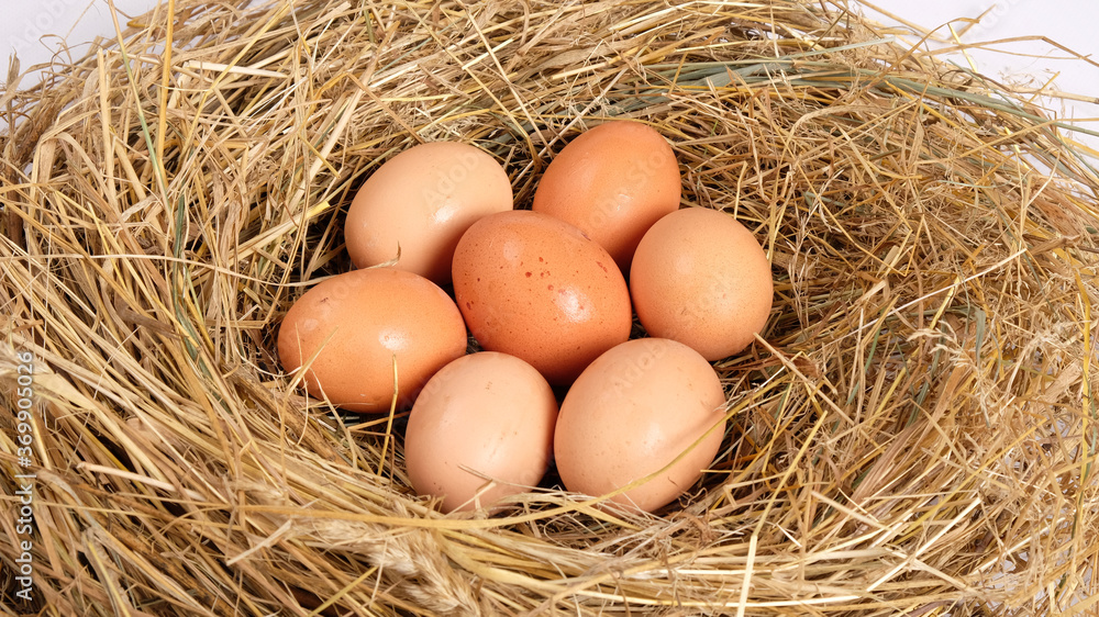group of fresh brown chicken eggs in hay, chicken nest group of fresh brown chicken eggs in hay, chicken nest