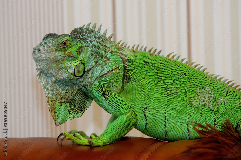Fototapeta premium Green iguana as a pet, close-up