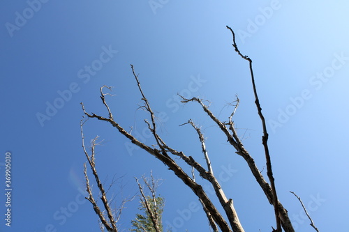 Branches Against A Clear  Sunny Sky