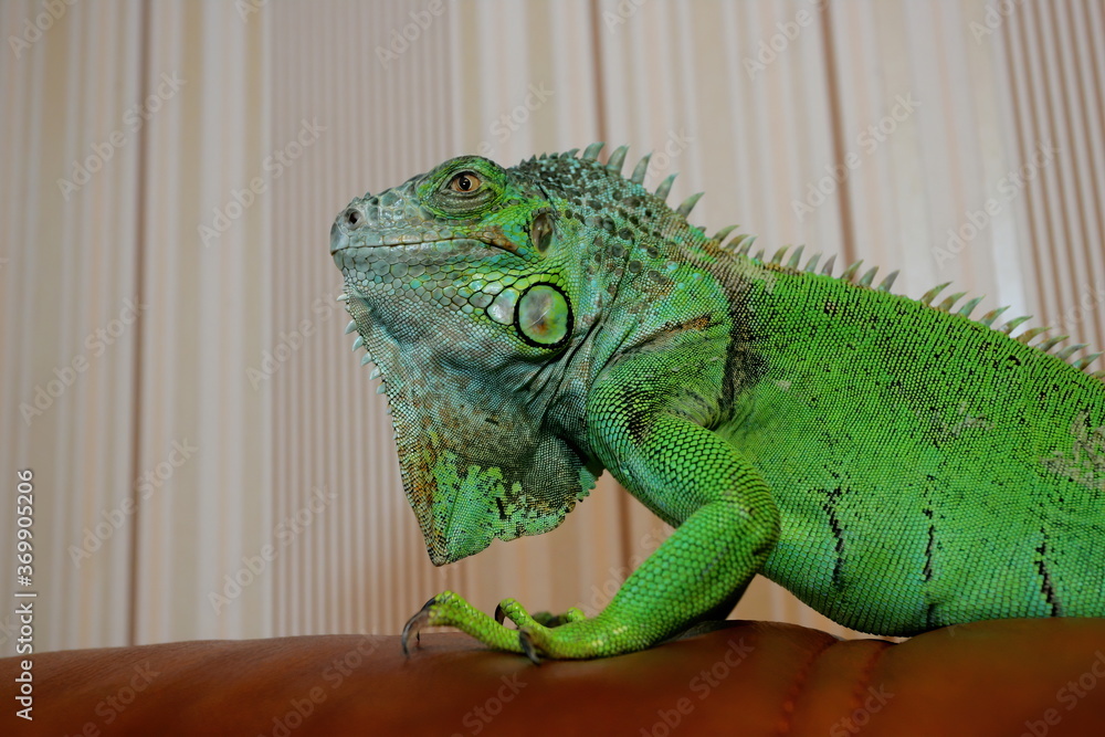 Fototapeta premium Green iguana as a pet, close-up