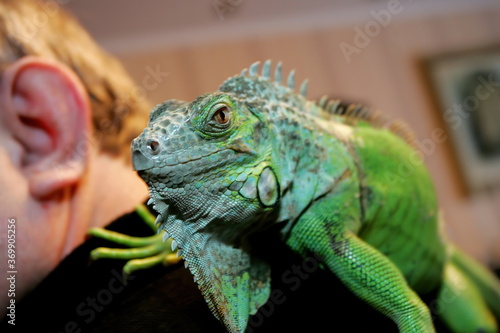 A green iguana sits on a human shoulder  close up. Exotic animal